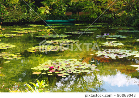 Water lilies in Monet's water garden in Kitagawa village 80869048
