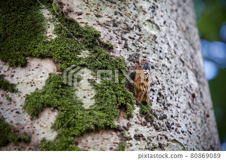 Cicadas screaming cheerfully 80869089