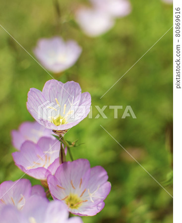 Evening primrose Evening primrose 80869616