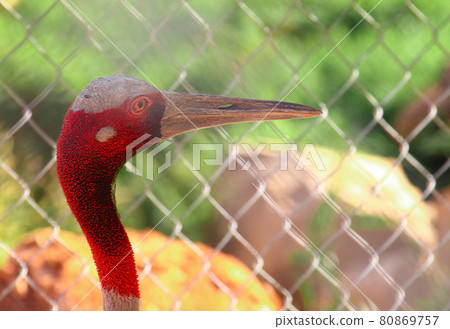 Close up of a Sarus Crane's head 80869757