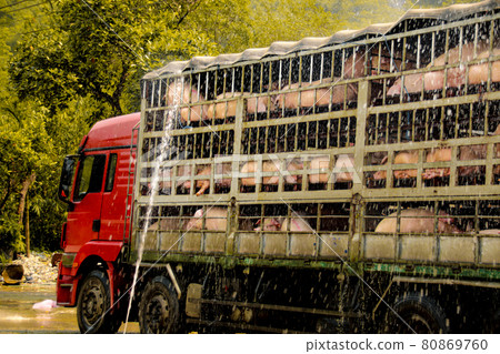 A truck carrying pigs for the slaughter 80869760
