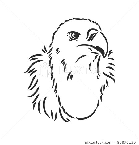 Vulture illustration, drawing, engraving, ink, line art, vector Vulture illustration, drawing, engraving, ink, line art, vector 80870139