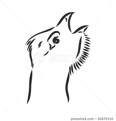 black and white bird capercaillie capercaillie bird vector sketch 80870316