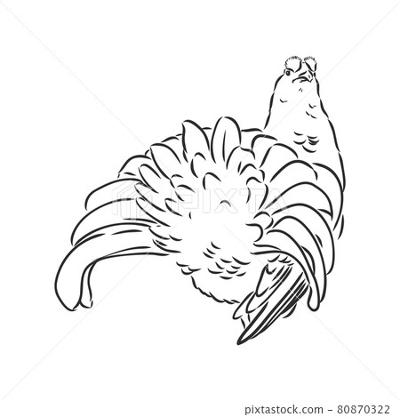 black and white bird capercaillie capercaillie bird vector sketch black and white bird capercaillie capercaillie bird vector sketch 80870322
