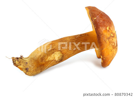 Xerocomus subtomentosus (brown and yellow bolet, boring brown bolete, yellow-cracked bolete, suede bolete) 80870342