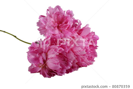 Peony flowers isolated on white Peony flowers isolated on white 80870359