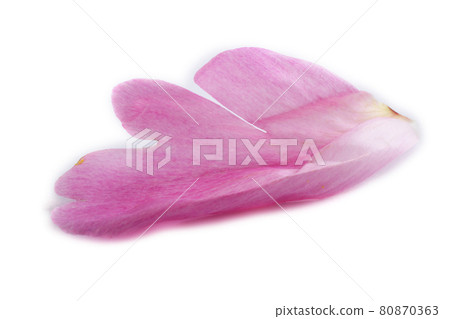 Peony petals isolated on white 80870363