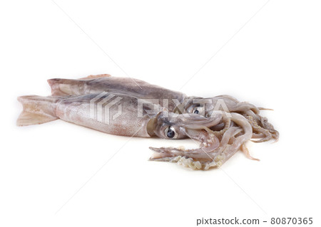 Squids isolated on white Squids isolated on white 80870365