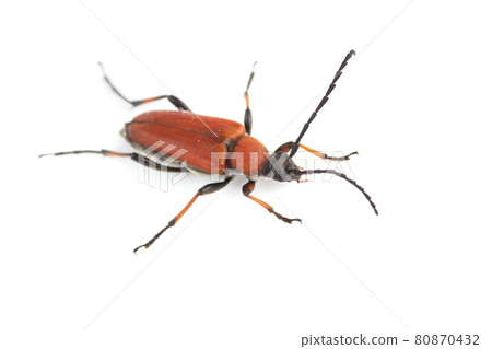 Longhorn beetle (longicomb). Stictoleptura dichroa 80870432