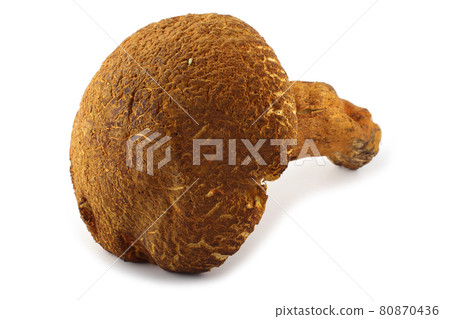 Rugiboletus extremiorientalis mushroom. Far eastern bolete Rugiboletus extremiorientalis mushroom. Far eastern bolete 80870436