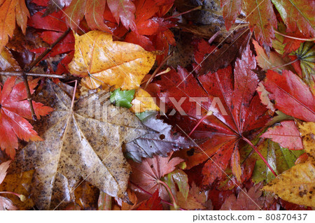 Autumn colorful maple leaves background Autumn colorful maple leaves background 80870437
