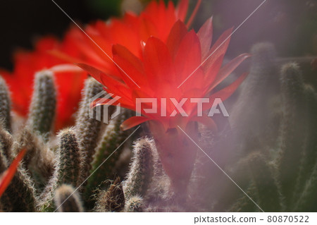 Cactus flower Cactus flower 80870522