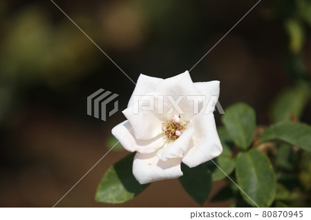 荒尾市少女公民花壇玫瑰花， 80870945