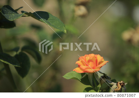 Arao City Ominous Citizen Flower Bed Rose Flower, Arao City Ominous Citizen Flower Bed Rose Flower, 80871007
