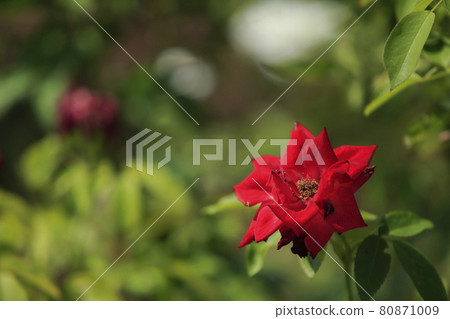 荒尾市少女公民花壇玫瑰花， 80871009