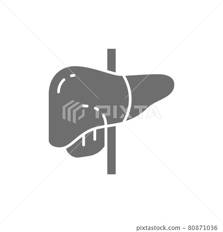 Liver, human organ grey icon. Isolated on white background Liver, human organ grey icon. Isolated on white background 80871036