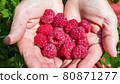 A gardener or farmer holds ripe red raspberries in his hands 80871277