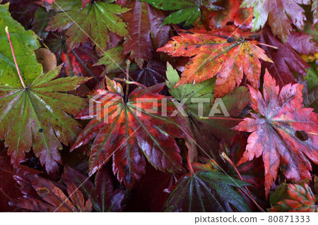 Multicolor autumn maple leaves background 80871333
