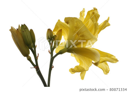 Yellow lily isolated on white 80871334