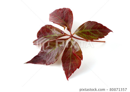 Victoria creeper (Virginia creeper, Parthenocissus quinquefolia) autumn leaf 80871357