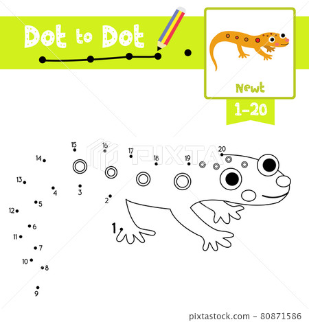 Dot to dot educational game and Coloring book Eastern Red-spotted Newt animal cartoon character vector illustration Dot to dot educational game and Coloring book Eastern Red-spotted Newt animal cartoon character vector illustration 80871586