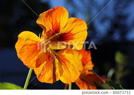 Orange nasturtium against the light 80871731