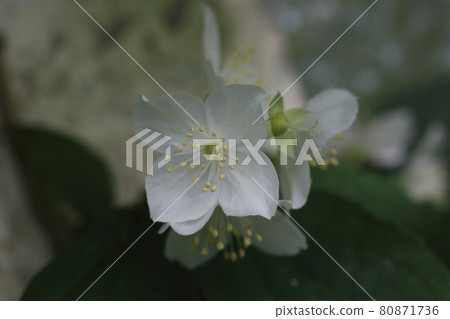 Sweet Mock Orange (English Dogwood, Philadelphus coronarius) 80871736