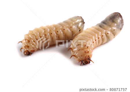 Green rose chafer larva. Useful insect. Larvas improve soil (recycle organics) 80871737