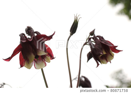 Growing bicolor aquilegia in garden 80871738