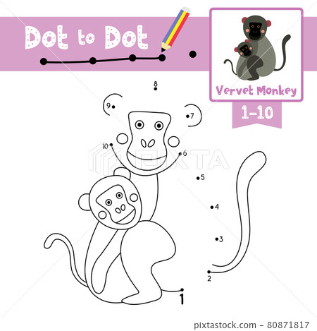 Dot to dot educational game and Coloring book Vervet Monkey animal cartoon character vector illustration 80871817