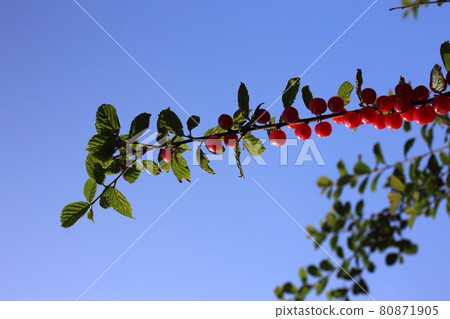 Nanking cherry and blue sky. Far eastern delicacy Nanking cherry and blue sky. Far eastern delicacy 80871905