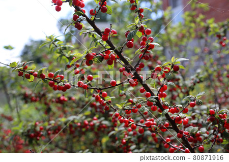 Nanking cherry. Far eastern delicacy Nanking cherry. Far eastern delicacy 80871916