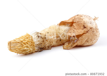 Bamboo mushroom. (Veiled lady mushroom, Phallus duplicatus, Dictyophora duplicata). Bamboo mushroom. (Veiled lady mushroom, Phallus duplicatus, Dictyophora duplicata). 80871932
