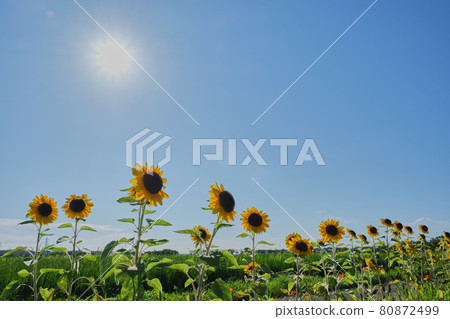 Sunflower field sun and blue sky background summer image background material photo Sunflower field sun and blue sky background summer image background material photo 80872499