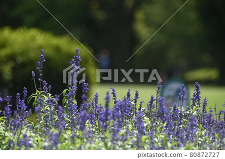 紫色的鼠尾草花田 紫色的鼠尾草花田 80872727