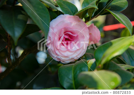 camellia 80872833