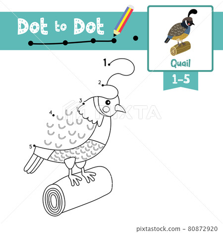 Dot to dot educational game and Coloring book Quail bird perching on wood log animal cartoon character vector illustration Dot to dot educational game and Coloring book Quail bird perching on wood log animal cartoon character vector illustration 80872920