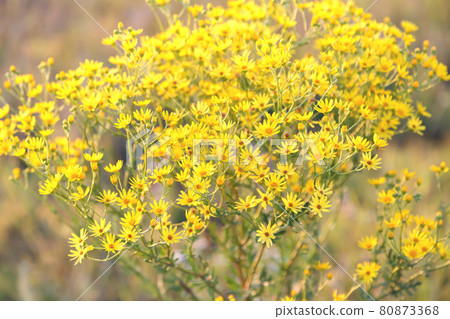 Jacobaea vulgaris ragwort poisonous herbaceous field meadow perennial dangerous plant with yellow flowers of the aster family, summer floral nature background 80873368