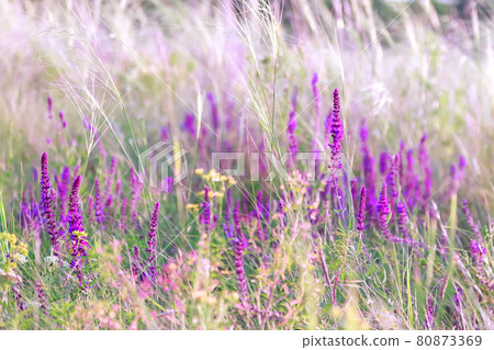 Beautiful floral natural summer background with blooming flower of sage salvia on a meadow, field medicinal herbs 80873369