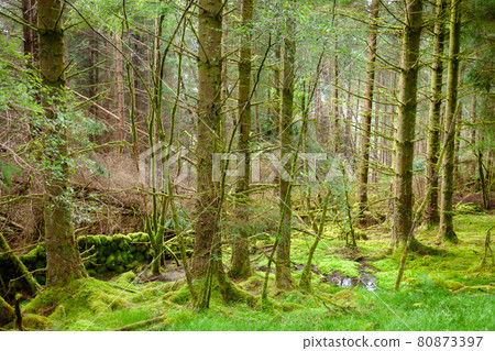 Scenic forest in Scotland UK Scenic forest in Scotland UK 80873397
