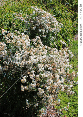 Achillea ptarmica, plants by summer, Zagreb, Croatia 80874016
