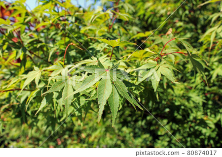 Acer palmatum thunb., plants by summer, Zagreb, Croatia 80874017
