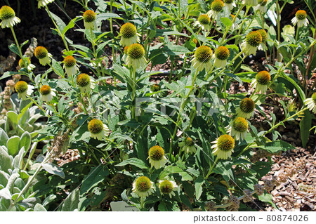 Echinacea purpurea 'alba', plants by summer, Zagreb, Croatia 80874026