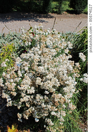 Achillea ptarmica, plants by summer, Zagreb, Croatia 80874027