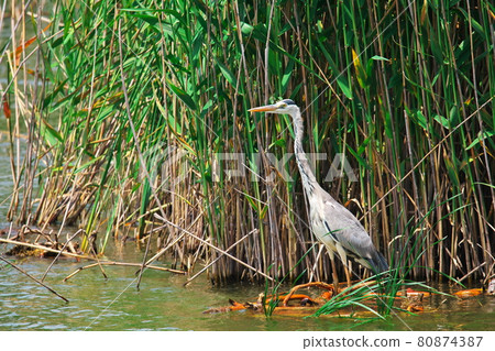 名古屋市綠區的灰鷺 名古屋市綠區的灰鷺 80874387