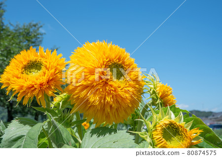 sunflower sunflower 80874575
