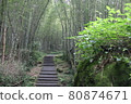 Bamboo forest trail 80874671