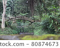 Forest path 80874673