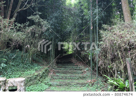 Bamboo forest trail 80874674