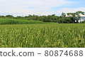 Green rice fields 80874688